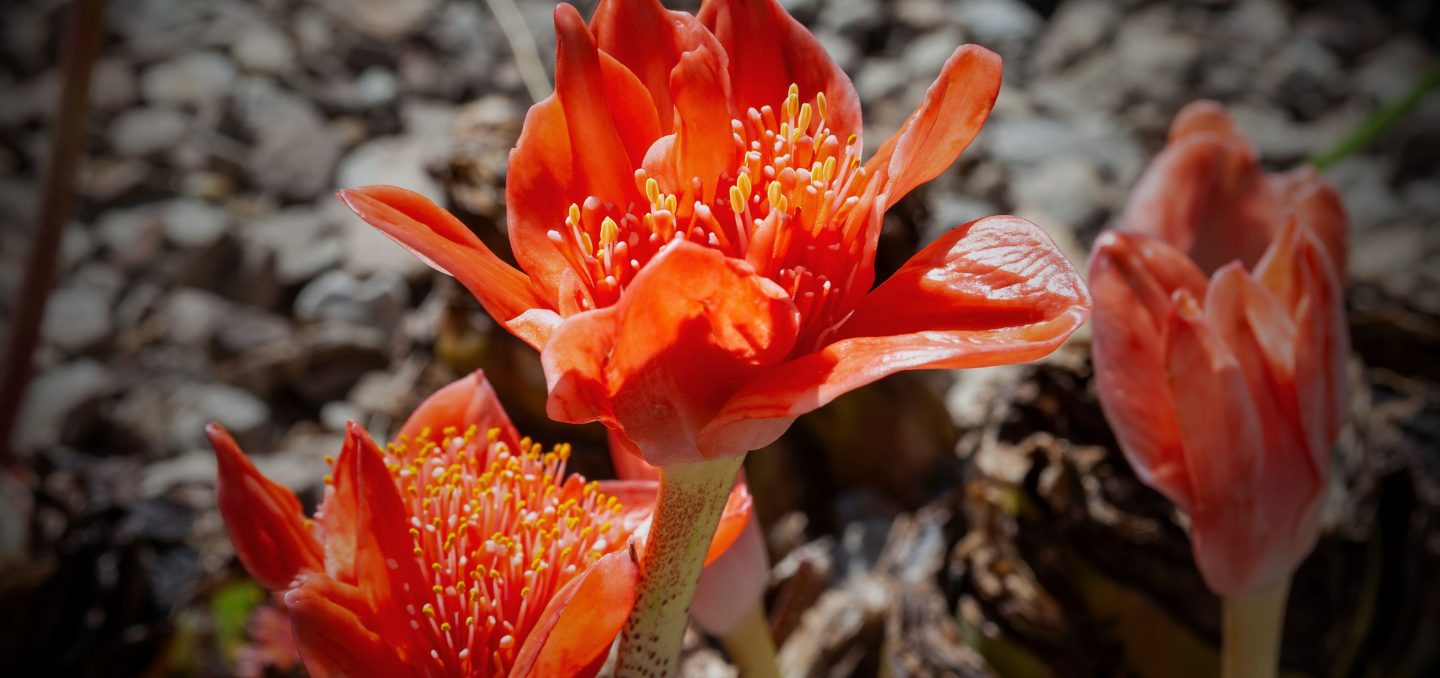 Haemanthus: the biotech startup launched by Elizabeth Holmes' Partner